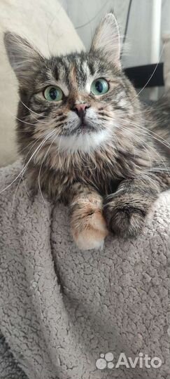 Молодая миниатюрная кошка Юкико в дар