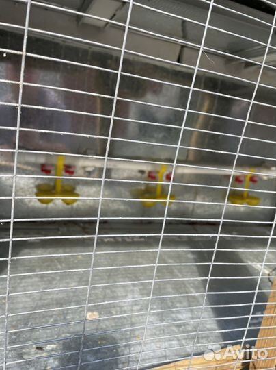 Клетка брудер для цыплят