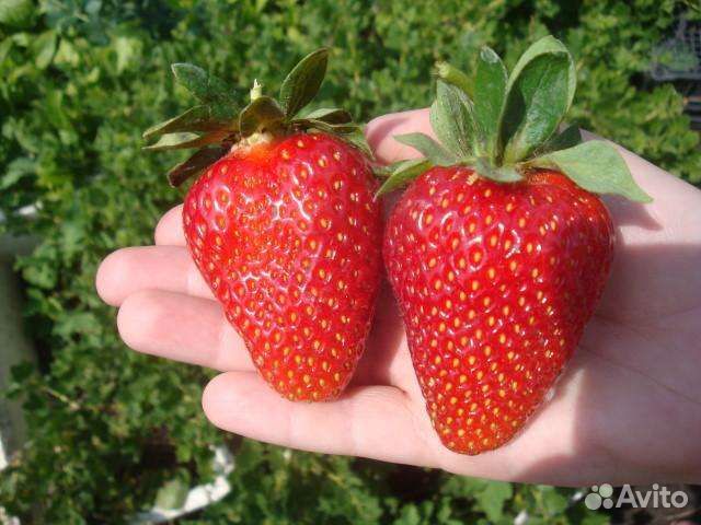 Клубника Прими.Персик саженец