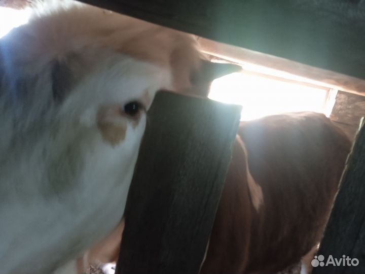 Продажа быка