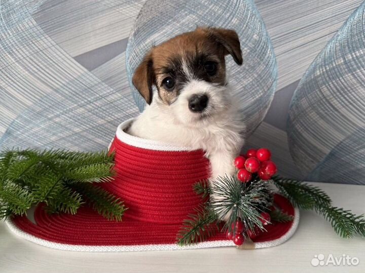 Щенки джек рассел терьер