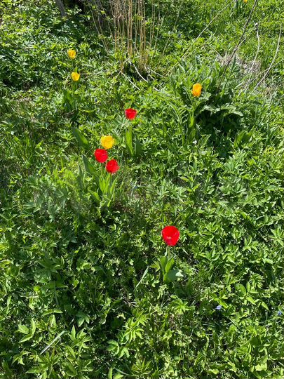 Дом 36 м² на участке 13 сот.