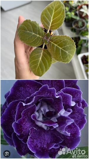 Комнатные растения