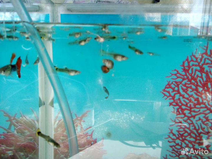 Рыбки (гуппи)