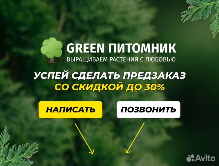 Туя Колумна Западная