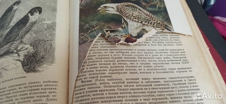Книга жизнь животных А.Э.Брему
