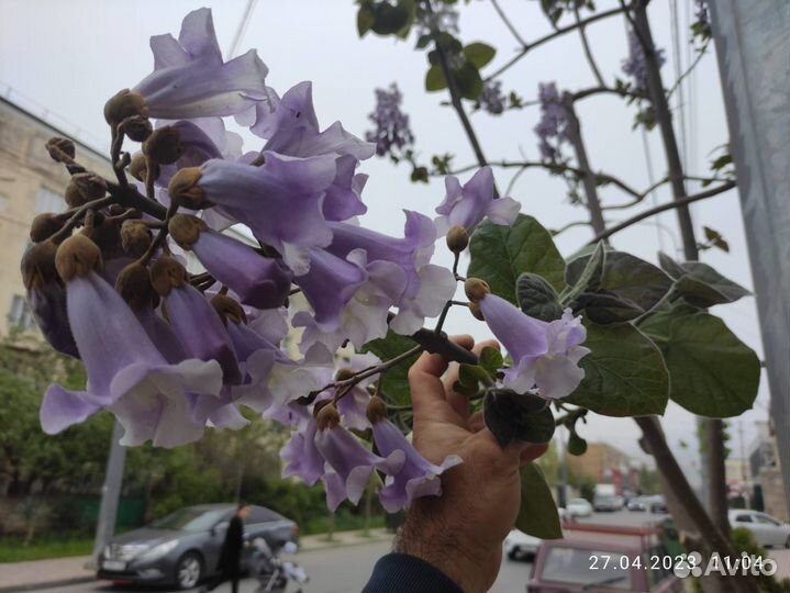 Саженцы павловния