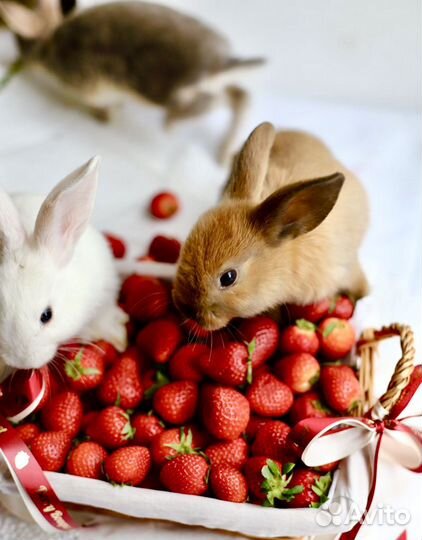 Породистые декоративные Крольчата