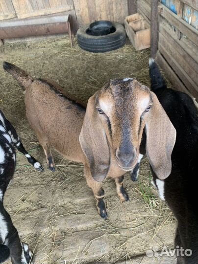 Нубийские козлики и козочки