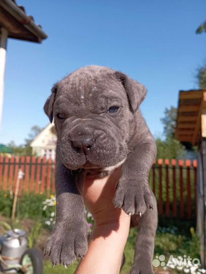 Щенки Кане Корсо