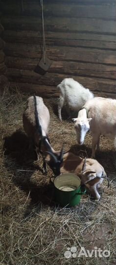 Козы и козлик