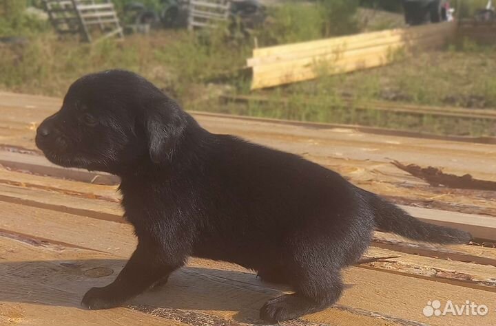 Щенки лабрадора