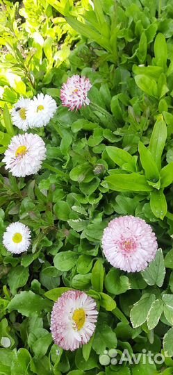 Маргаритки цветы