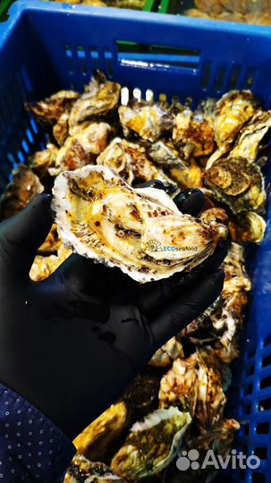 Устрица Крымская