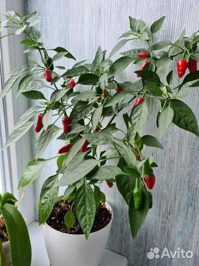 Рассада острых комнатных перчиков