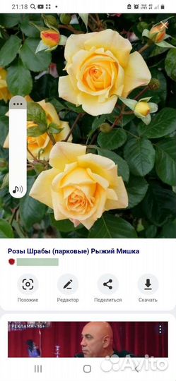 Роза на штамбе