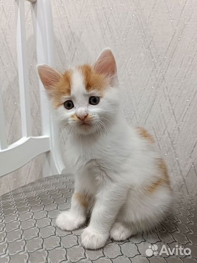 Котята мейн-кун