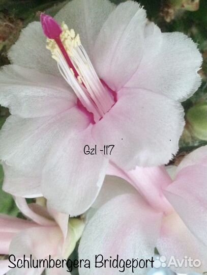 Сортовые шлюмбергера (декабрист) редкие