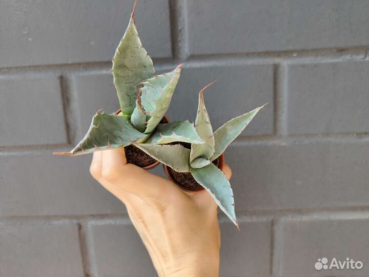 Агава паррасская