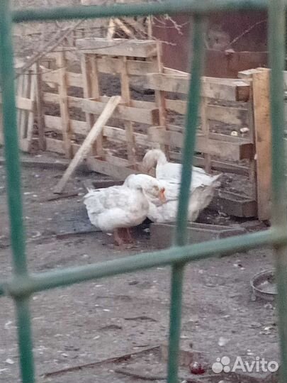 Гусаки