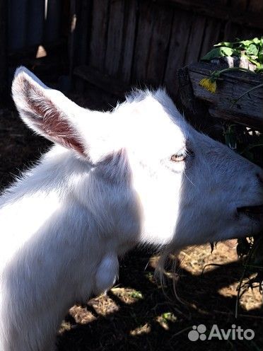 Зааненская коза