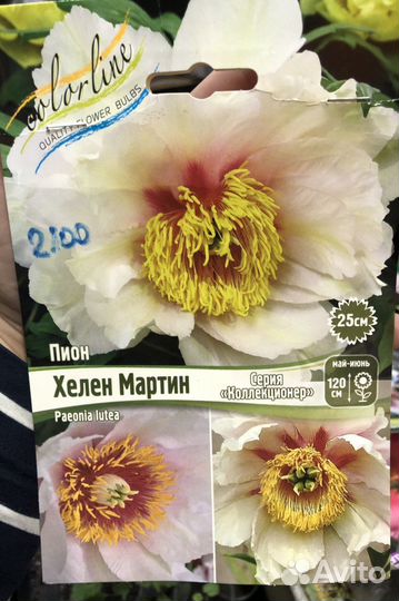 Пионы саженцы