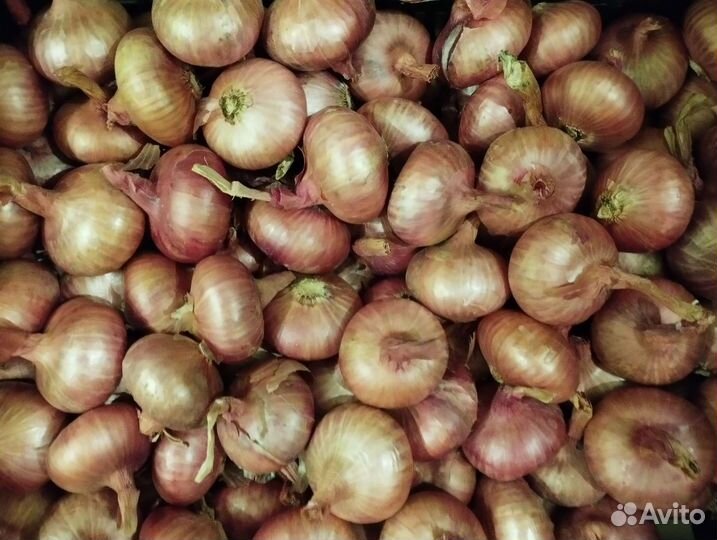 Лук семейный