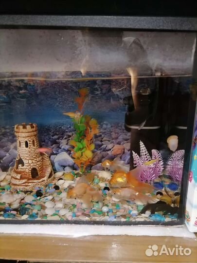 Аквариум с рыбками и всем что там есть, 70 литров