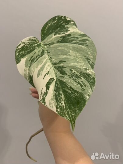 Монстера вариегатная альба