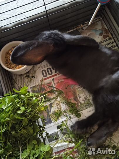 Декоративные кролики