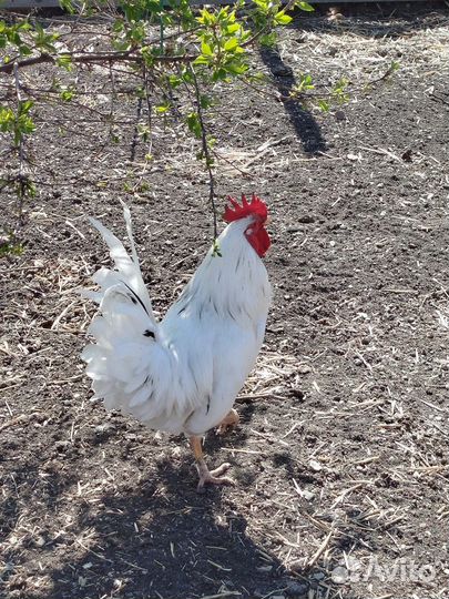 Птицы домашние куры