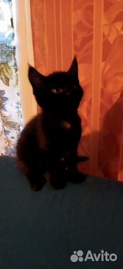 Котята девочки