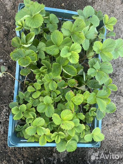 Рассада клубники