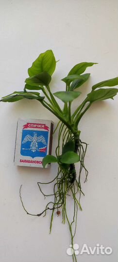 Аквариумные расстения