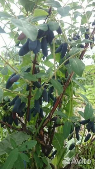 Трехлетние саженцы жимолости бакчарский великан