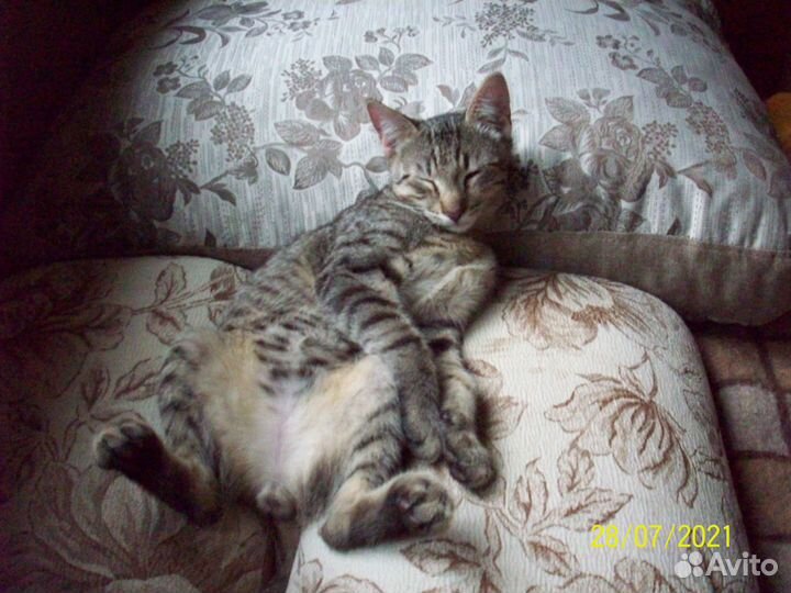 Подросшие котята ищут очень добрых хозяев