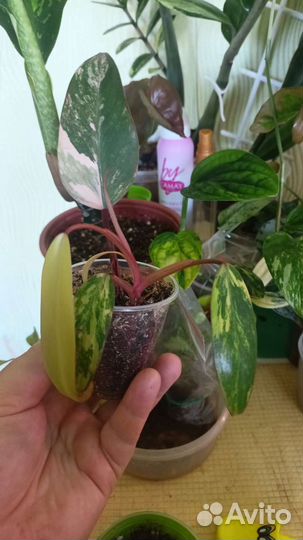 Филодендрон эмиральд вар (клубничный Шейк)