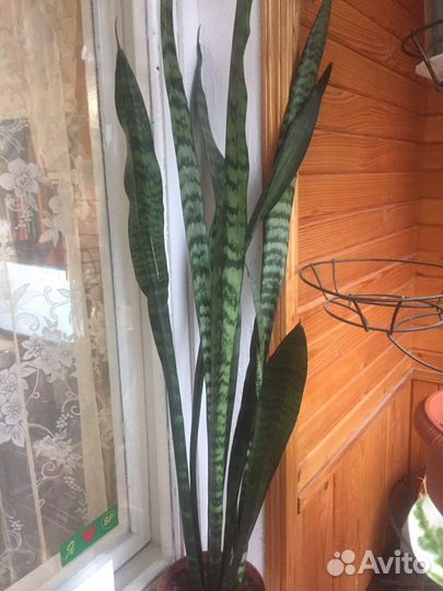 Сансевиерия