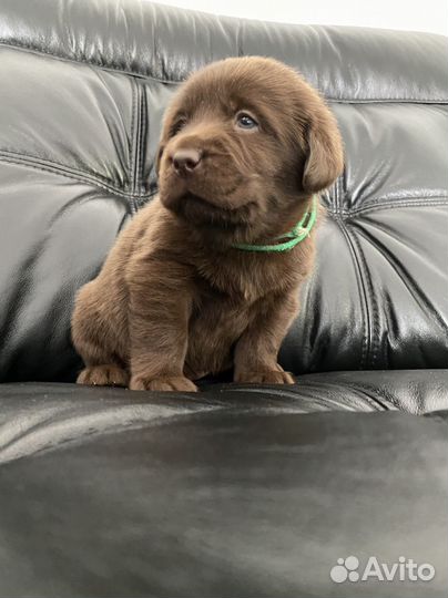 Лабрадор ретривер