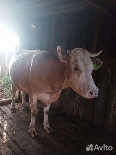 Корова дойная