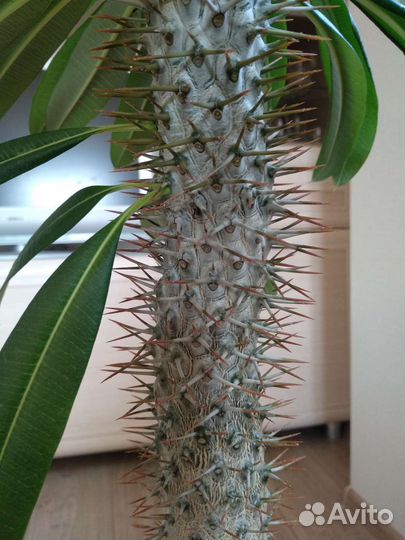 Пахиподиум