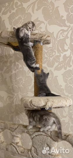 Купить Шотландского котенка