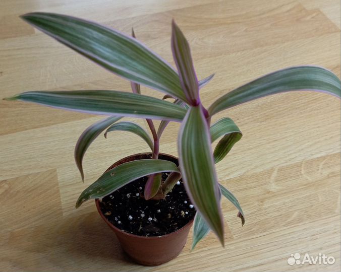 Традесканция