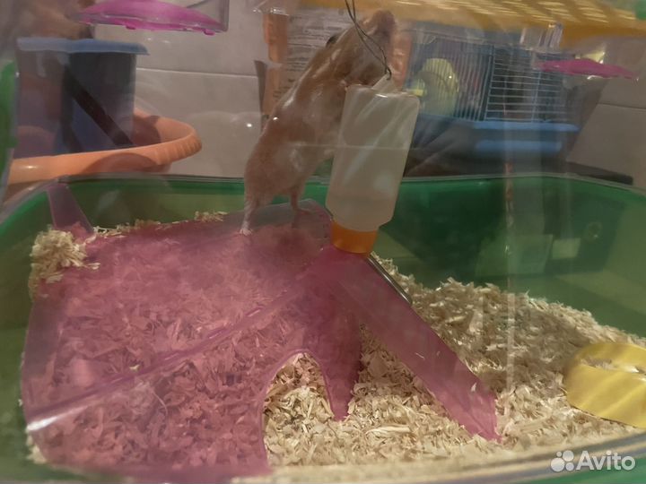 Хомяк с клеткой