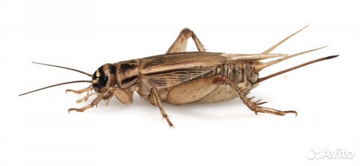 Сверчок домовой замороженный