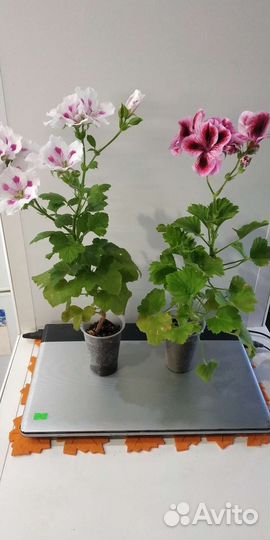 Королевская пеларгония