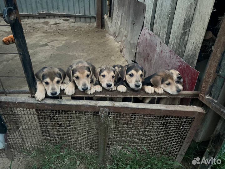 Щенки русской гончей