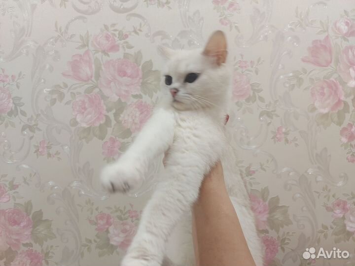 Кошка британская серебристая шиншилла
