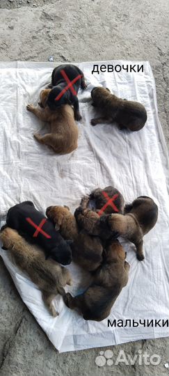 Щенки алано эспаньол