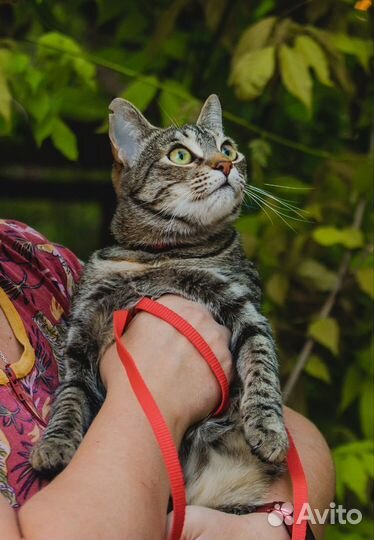 Кошка